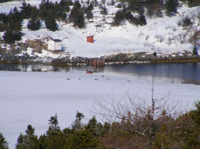 12 Seals on the ice in North West 2008. Credit: Loretta Ward